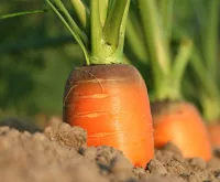 Growing and Cooking with Carrots: A Complete Guide to Home Cultivation and Delicious Recipes