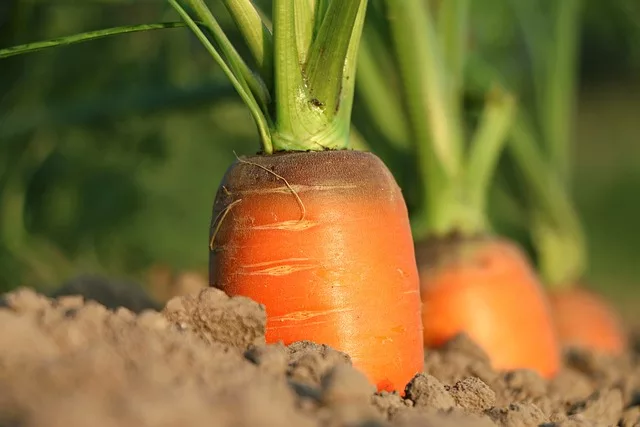 Growing and Cooking with Carrots: A Complete Guide to Home Cultivation and Delicious Recipes